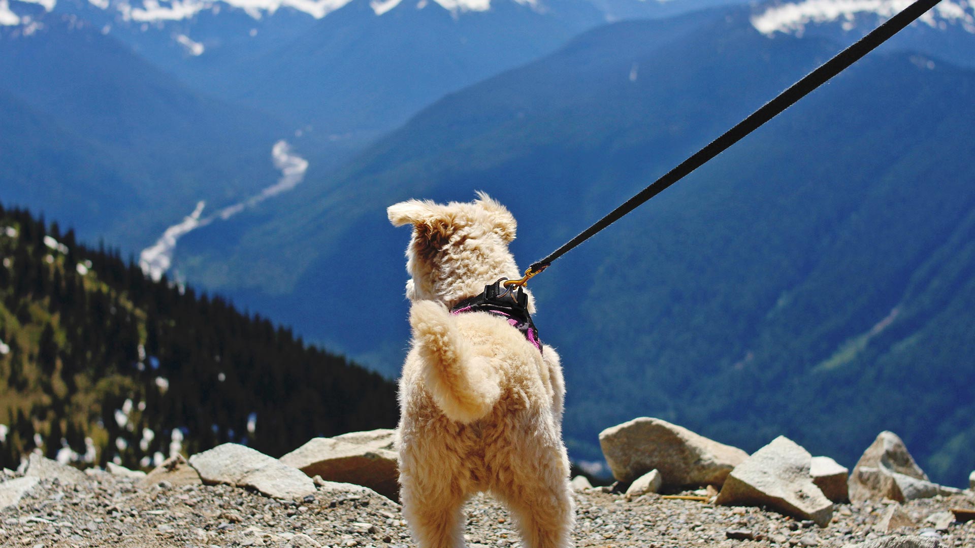 Dog on a leash at the Summit House