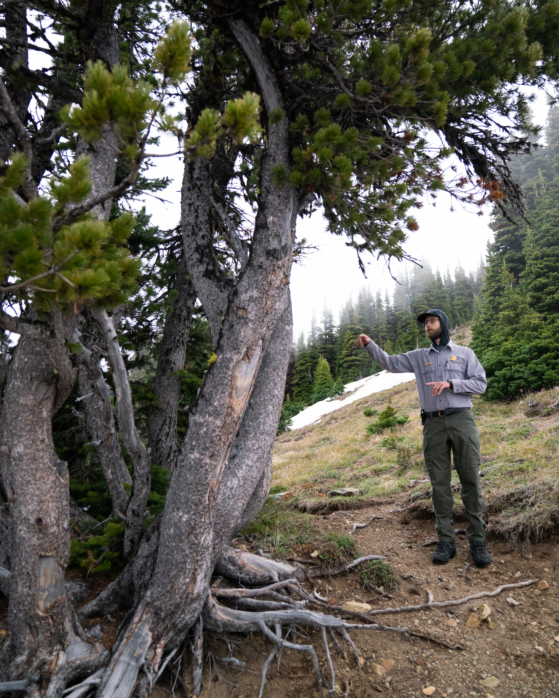 U.S. Forest Service member identifying a whitebark pine