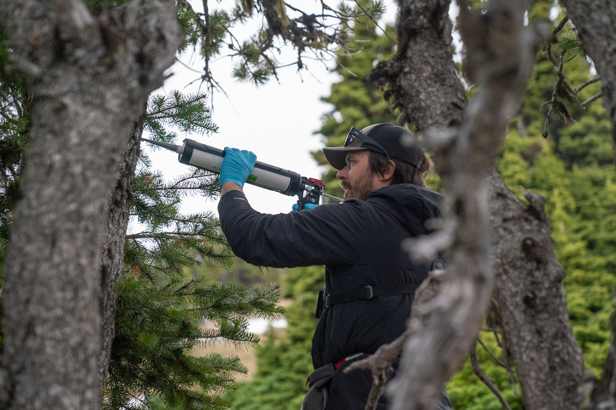 Applying verbenone to a whitebark pine tree
