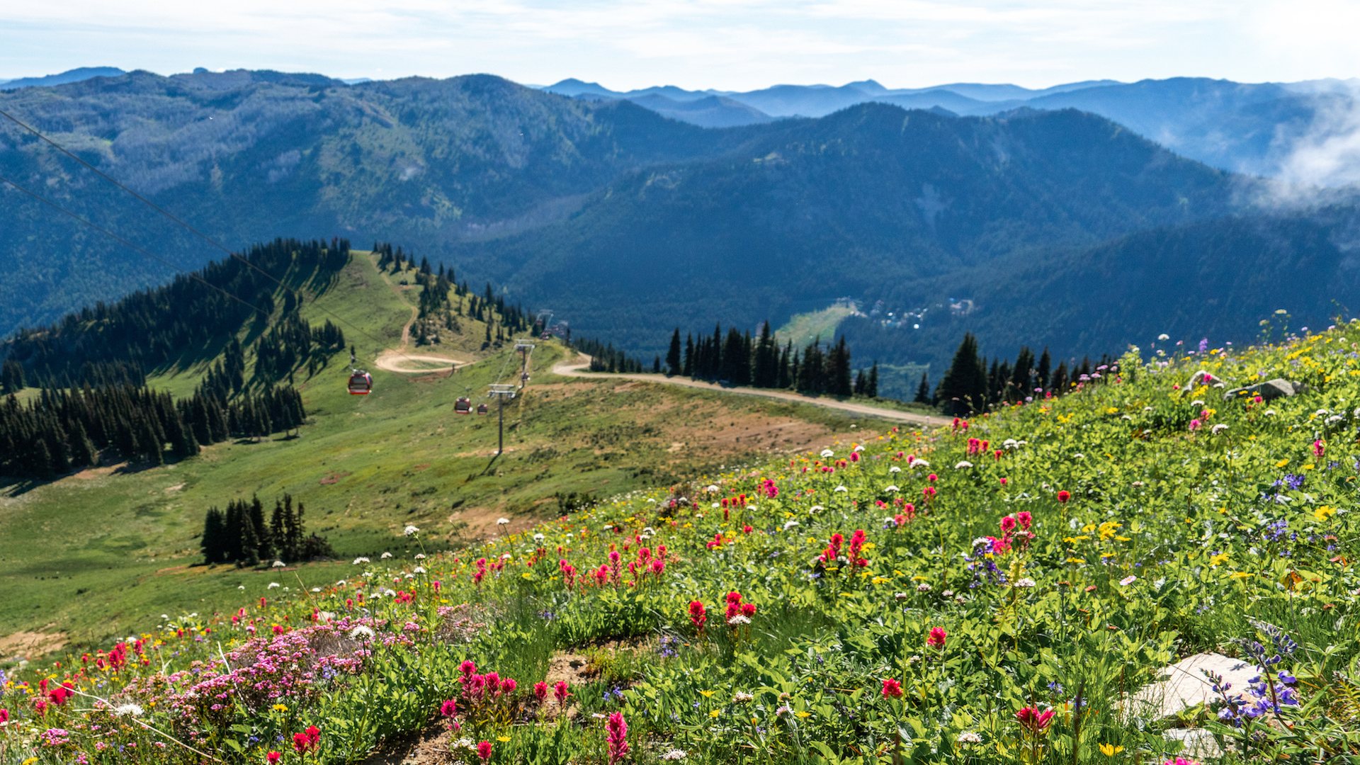 Meadow with wildflowers during summer at Crystal Mountain