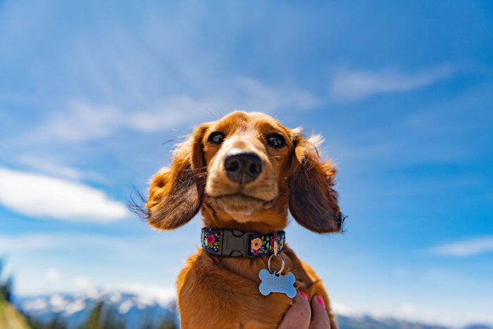 Dog enjoying Ruff Weekend at Crystal Mountain